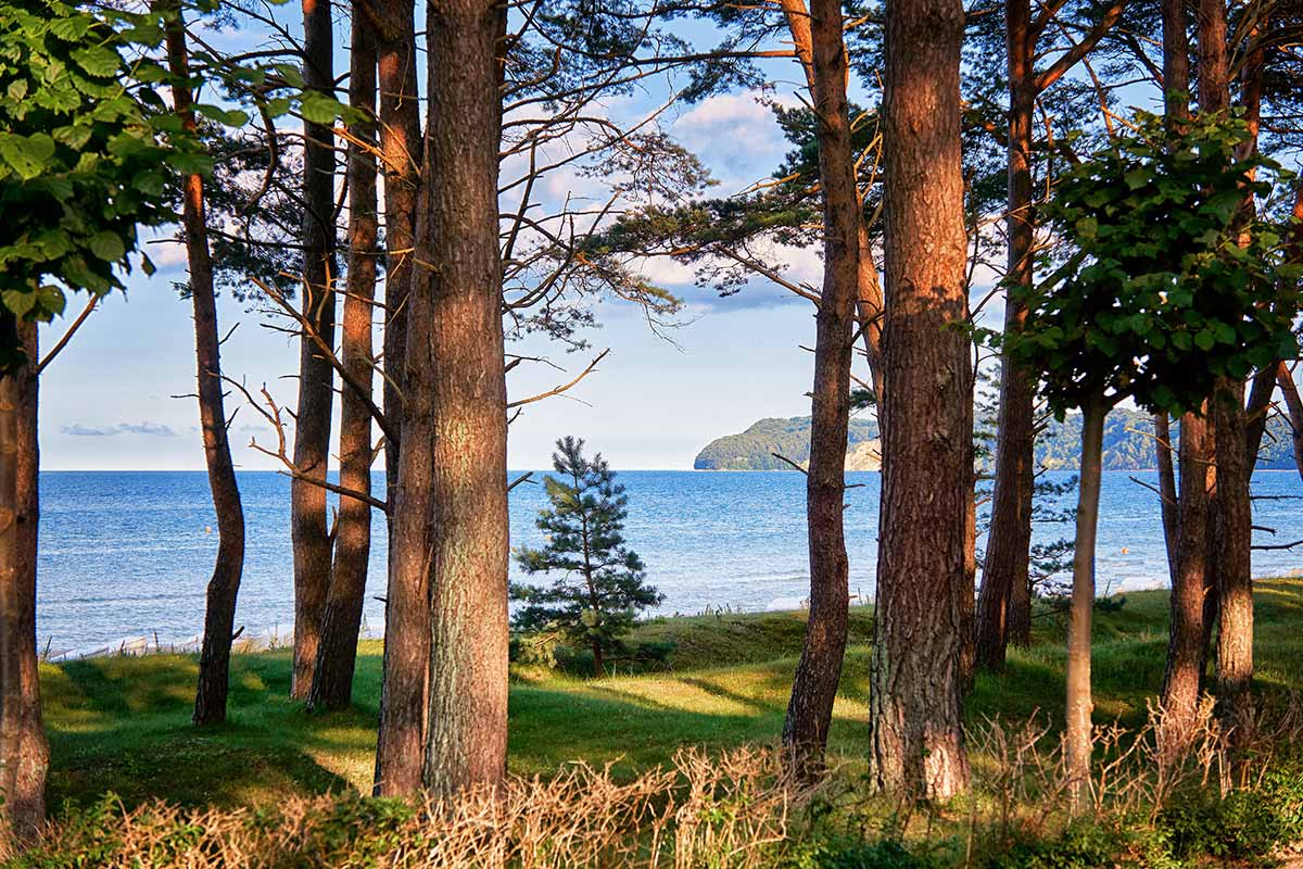 Waldweg mit Blick auf die Rügener Küste – Arkona Strandresidenzen fördern papierarme Gästekommunikation